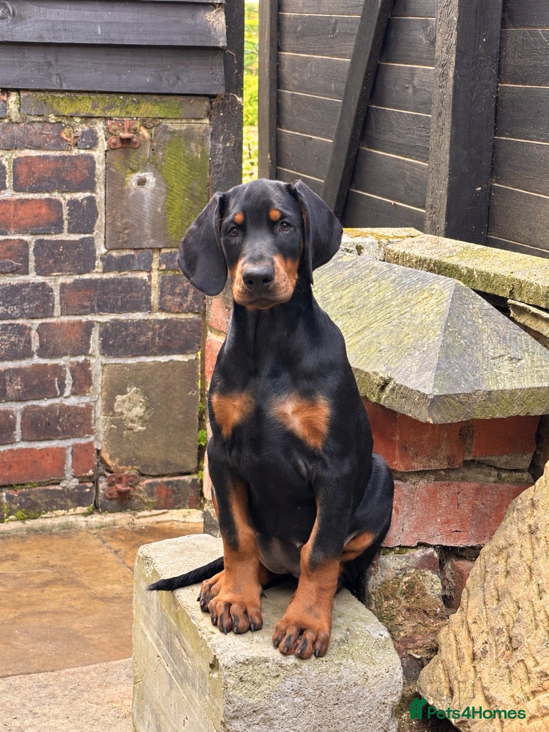 Dobermann dogs KC reg Dobie Pups | Meet Miss Pink - Advert 4