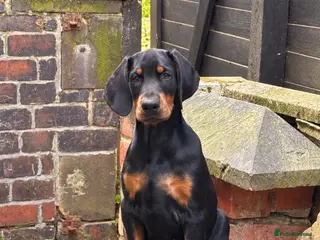 Dobermann dogs KC reg Dobie Pups | Meet Miss Pink - Advert 4