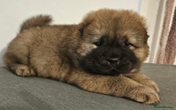 Chow Chow dogs for sale: Chow chow puppies  - Image 2