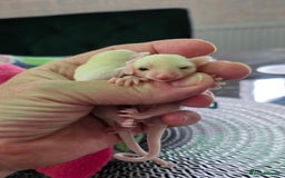 Sugar Glider rodents for sale: Beautiful twin Leucistic Sugar gliders - Image 9