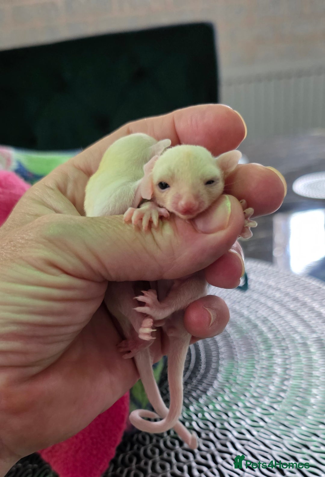 Sugar Glider rodents for sale: Beautiful twin Leucistic Sugar gliders - Image 9