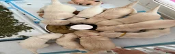 Goldador dogs for sale: A Special Litter of Goldador Puppies - Advert 5