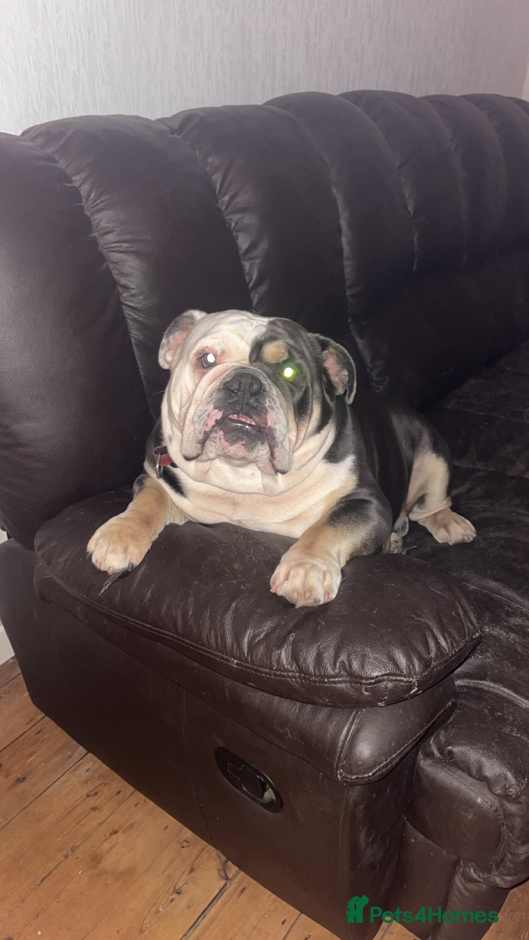English Bulldog dogs for sale: Looking for new FOREVER home🏡 - Advert 3
