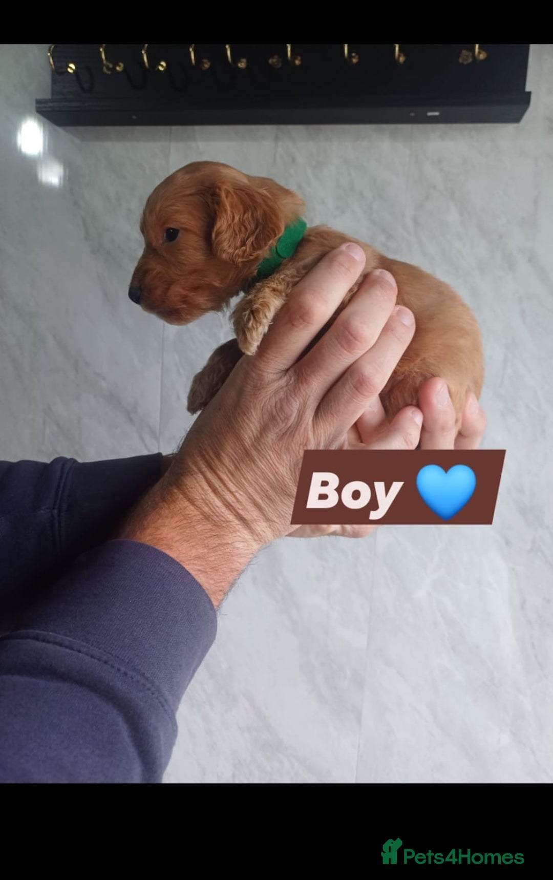 Cockapoo dogs for sale: Adorable Cockapoo’s - Image 3