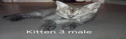 Mixed Breed cats for sale: Beautiful ragdoll x British short hair kittens  - Advert 15