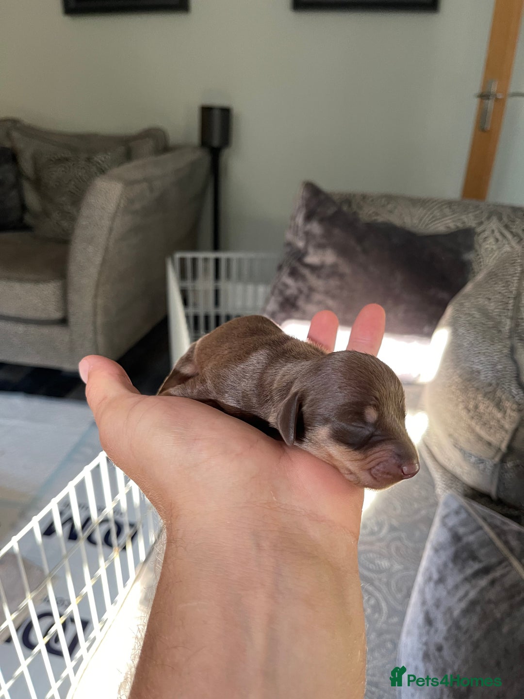 Miniature Dachshund dogs for sale: 7 Miniature Dachshunds for sale - Image 5