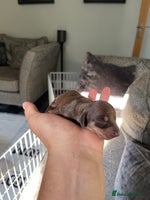 Miniature Dachshund dogs - Advert 7