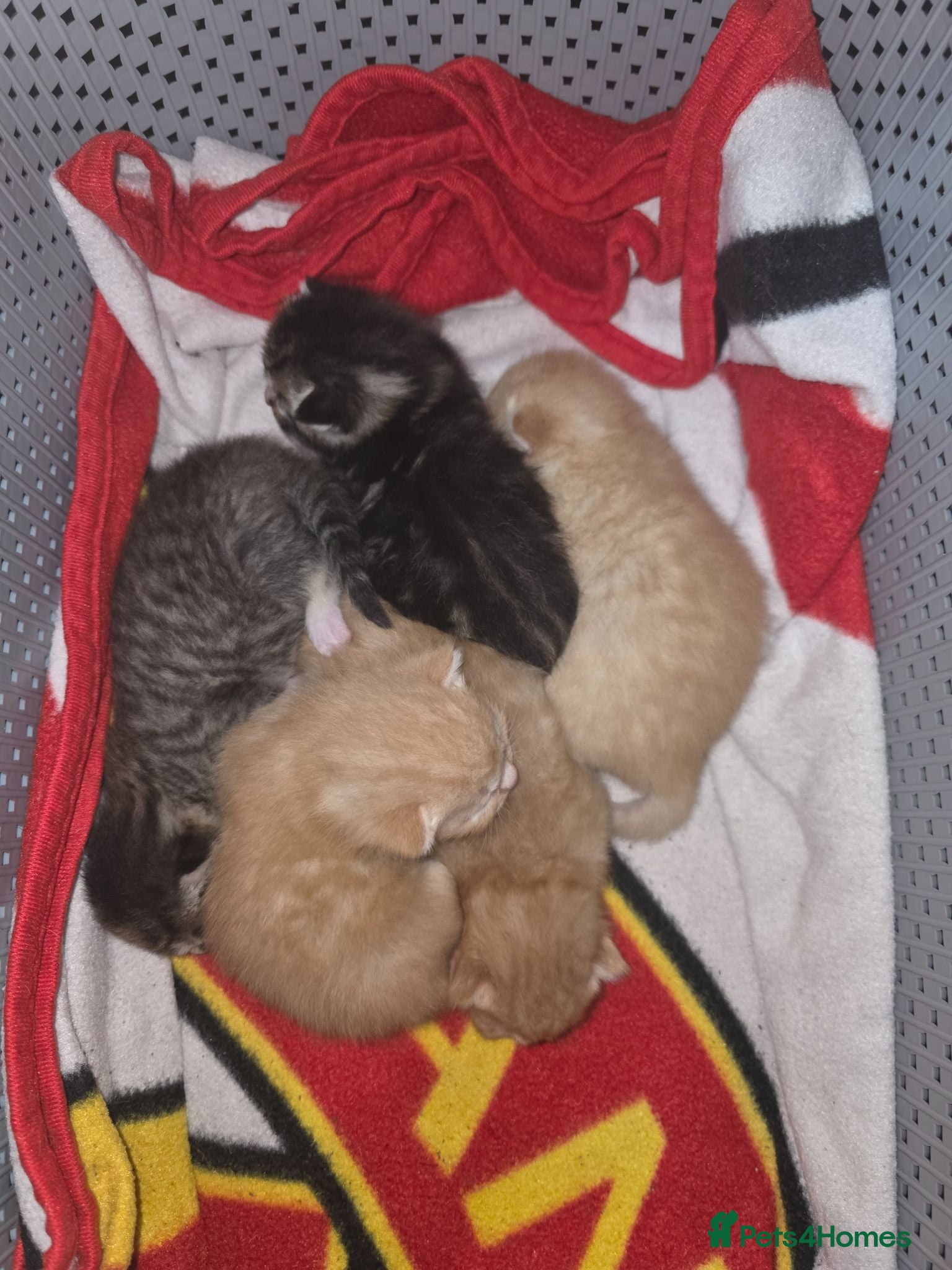 Mixed Breed cats 5 kittens  - Advert 2