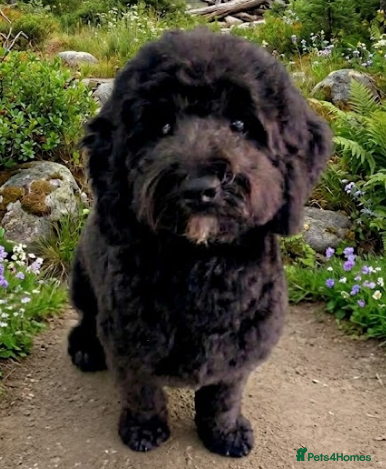 Cockapoo dogs Beautiful & Unique F2B Cockapoo Puppies - Advert 9