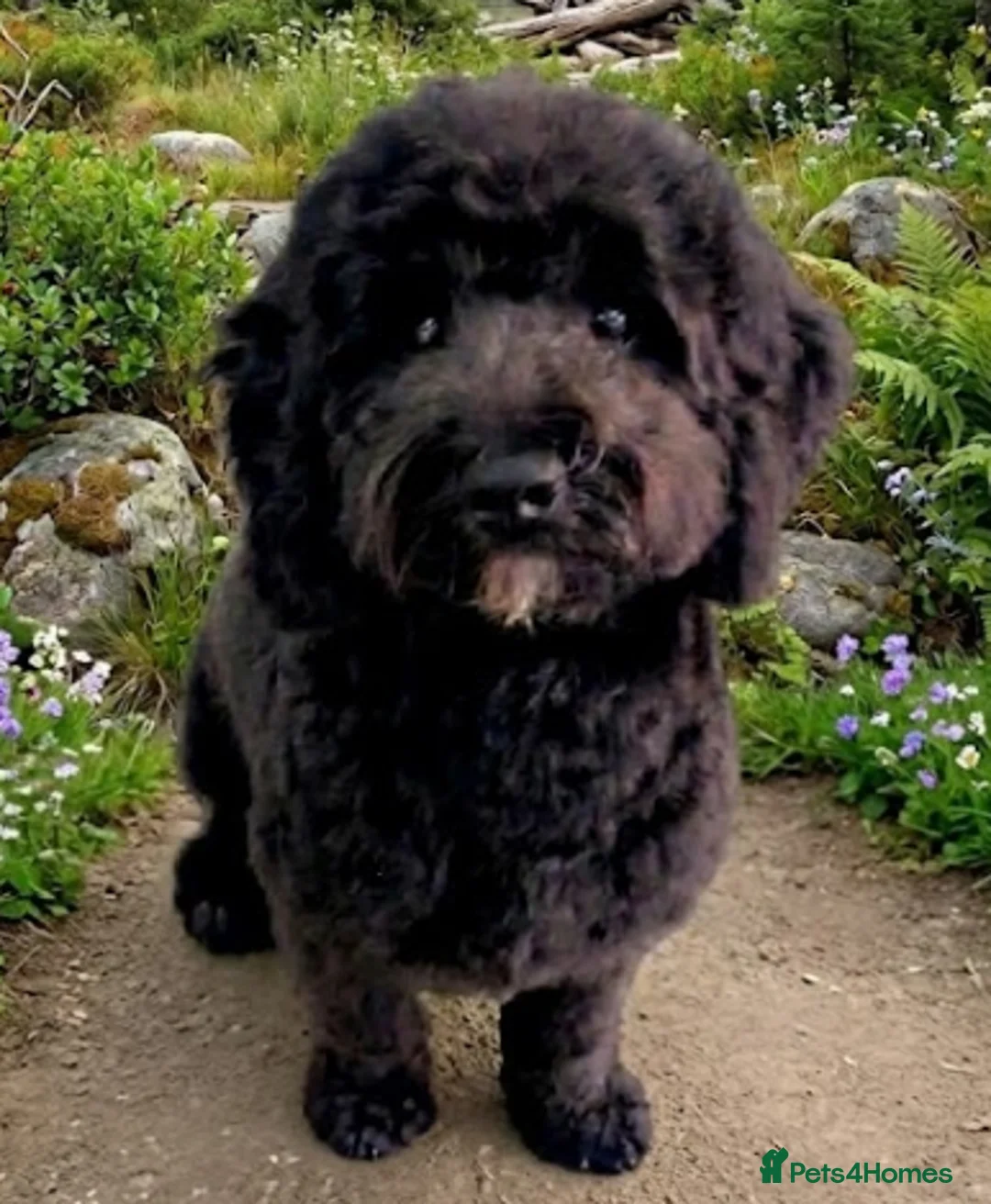 Cockapoo dogs for sale: Beautiful & Unique F2B Cockapoo Puppies - Advert 1