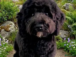 Cockapoo dogs Beautiful & Unique F2B Cockapoo Puppies - Advert 9