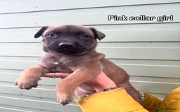 Mixed Breed dogs for sale: Stunning bullherder pups  - Image 5