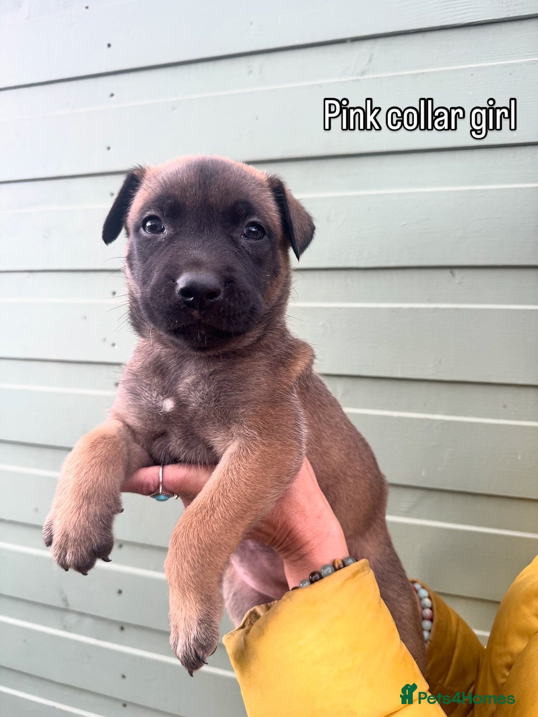 Mixed Breed dogs for sale: Stunning bullherder pups  - Image 5