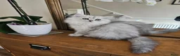 Persian cats for sale: 1 Pure Persian Chinchilla Male Kitten - Advert 11
