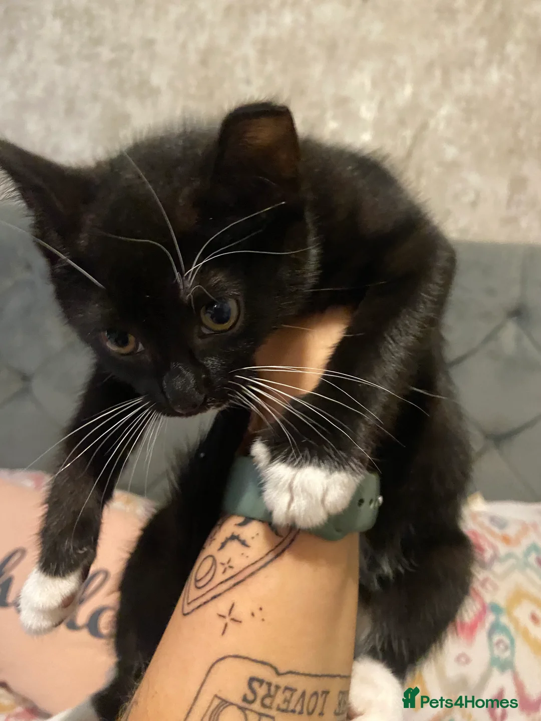 Mixed Breed cats for sale: 9 week old kittens  - Advert 2