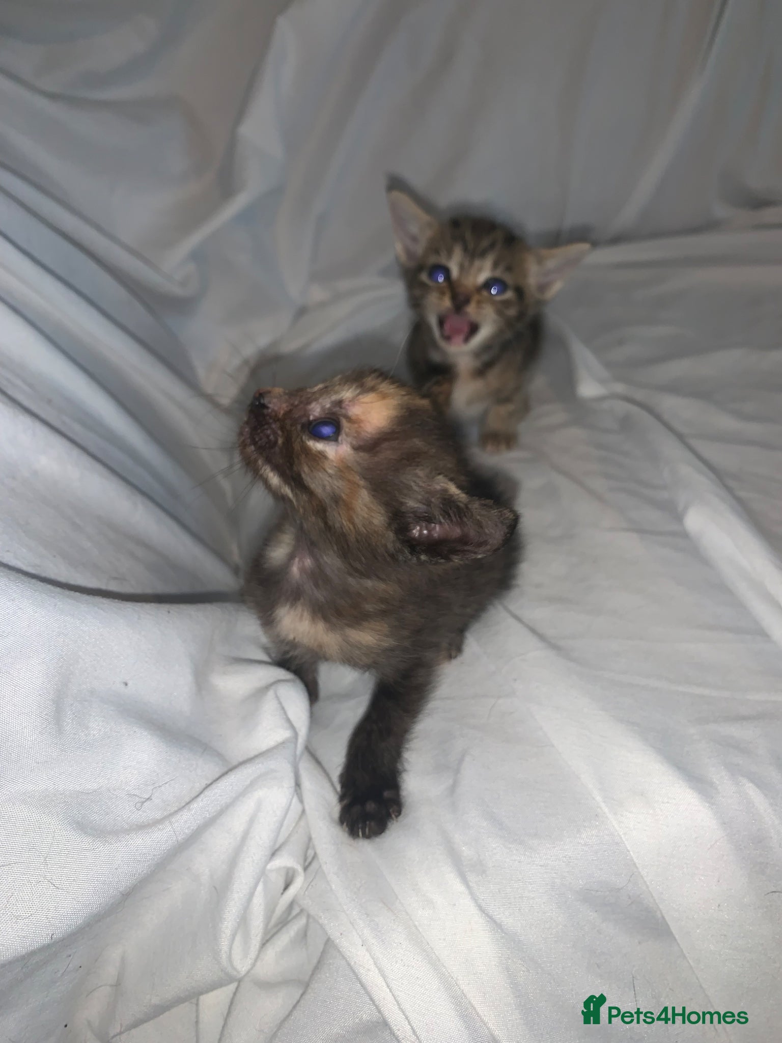 Mixed Breed cats ready to leave now! mixed kittens - Advert 1