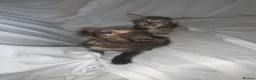 Mixed Breed cats for sale: ready to leave now! mixed kittens - Advert 1