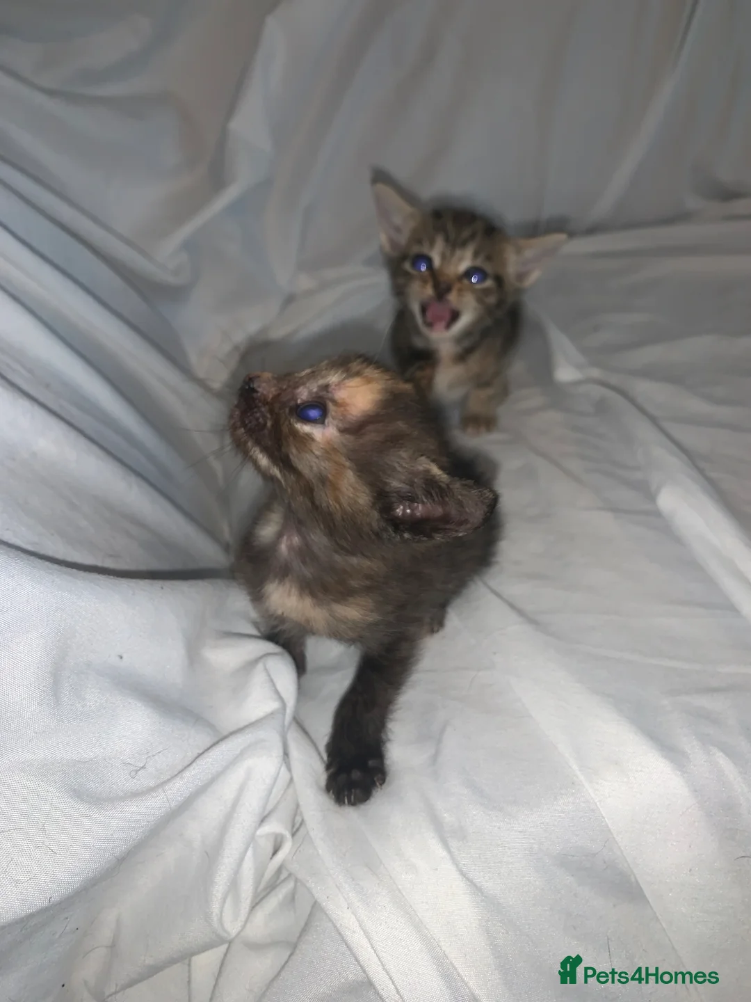 Mixed Breed cats for sale: ready to leave now! mixed kittens - Advert 1