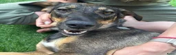 Mixed Breed dogs for adoption: Misty (Shepherd/Hound mix) in Bushey - Advert 7