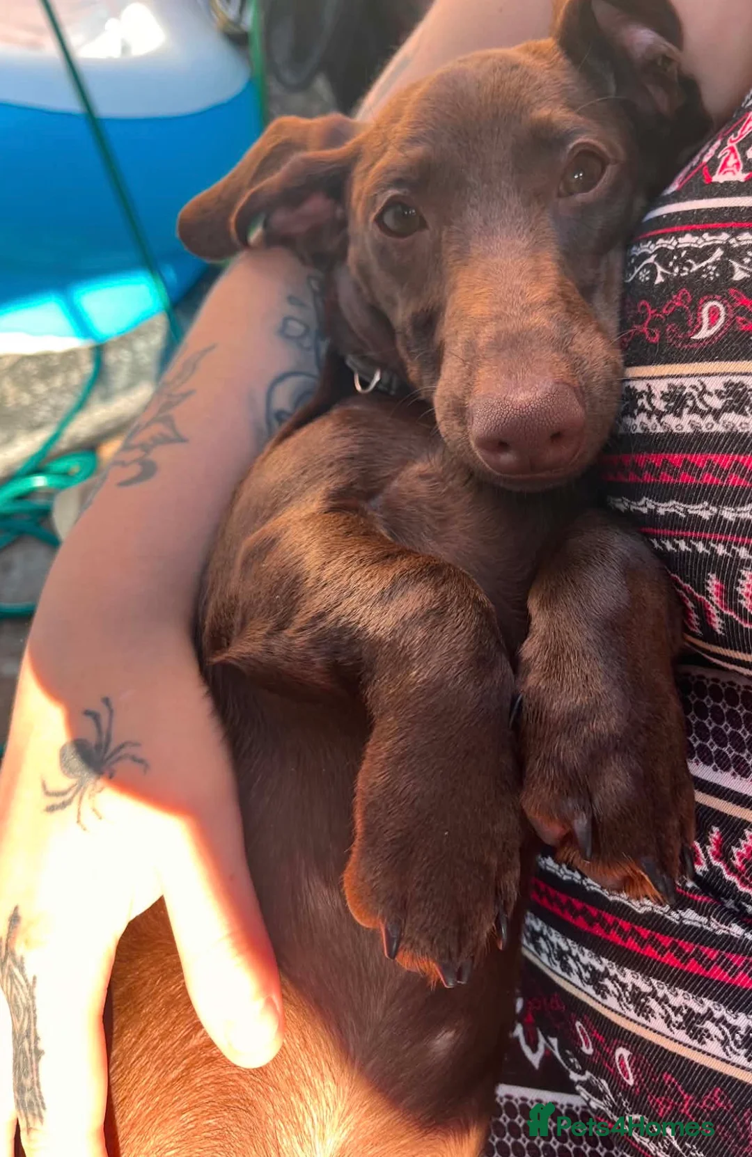 Miniature Dachshund dogs for sale: Adoption miniature dachshund 9month old  in Nottingham - Advert 2