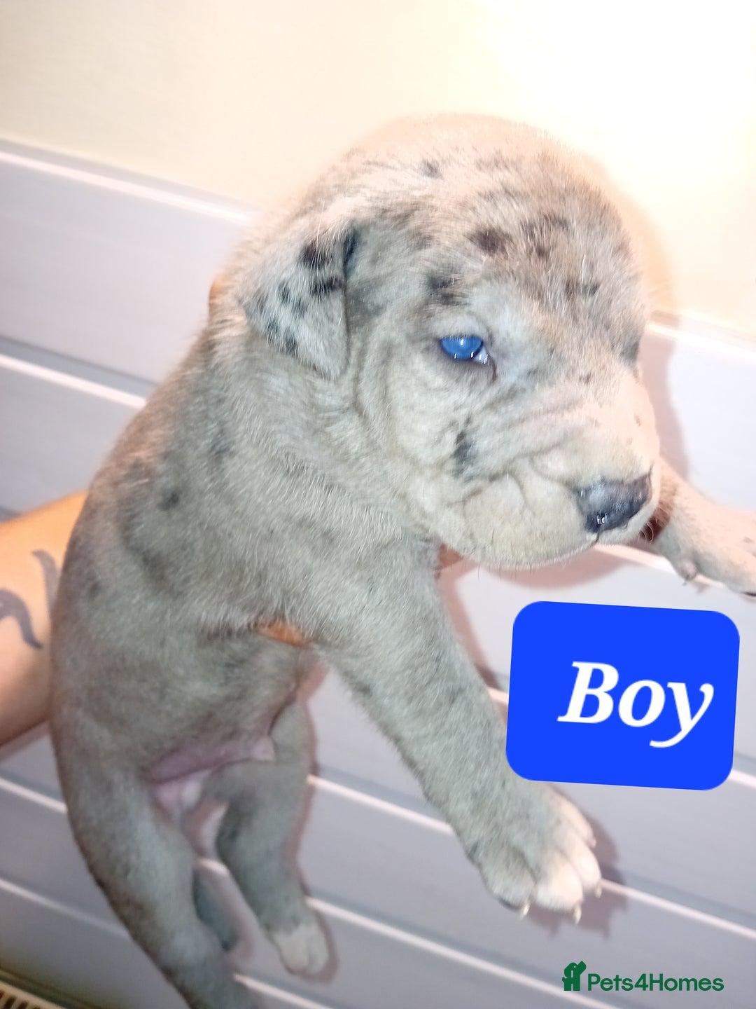 Mixed Breed dogs for sale: Taylors Minidane (Bulldane) Pups Available  - Image 11