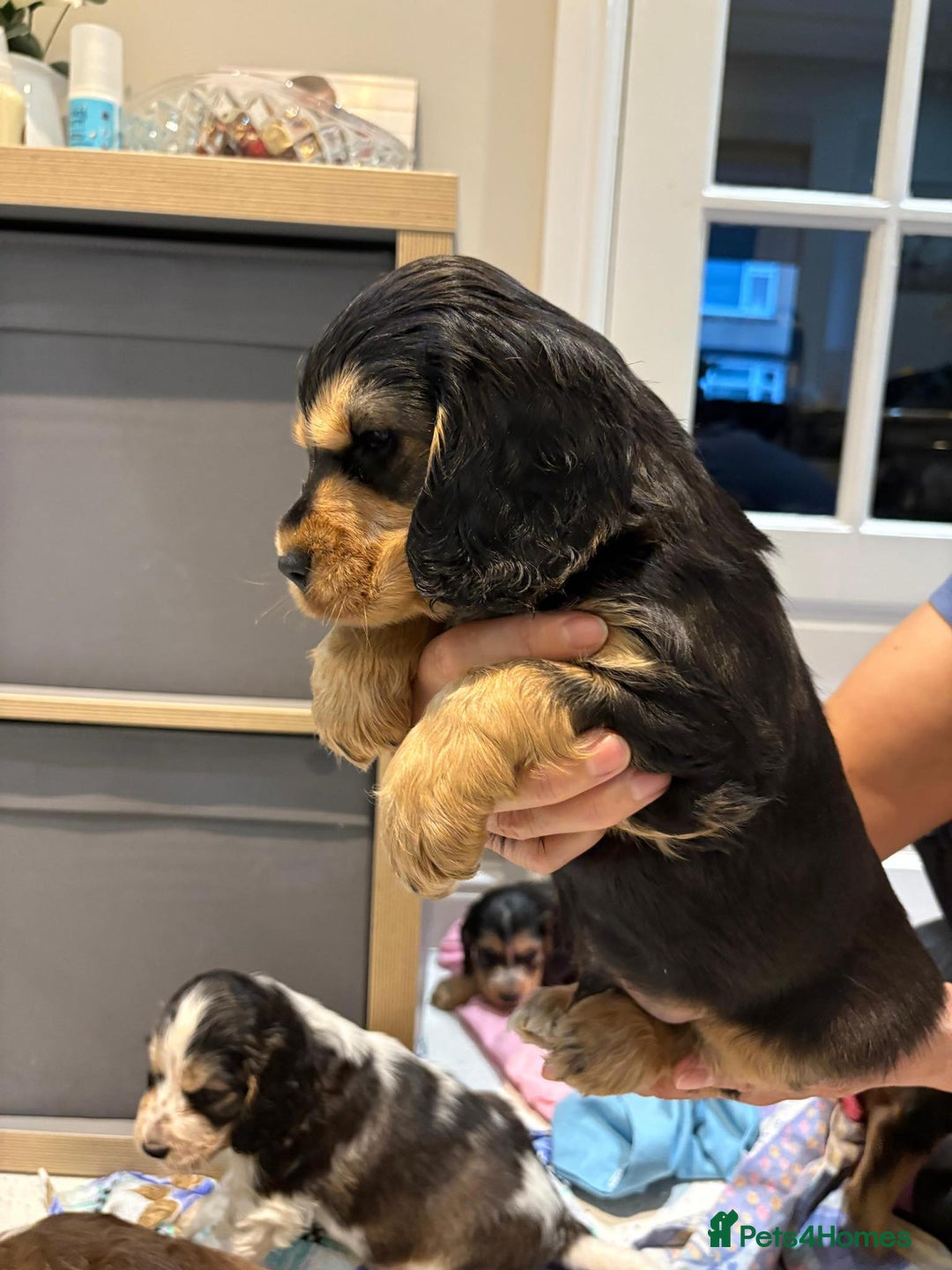 Cocker Spaniel dogs for sale: Pure show type KC reg DNA health test  - Advert 10