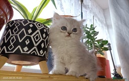 Persian cats for sale: Amazing Persian kittens  - Image 20
