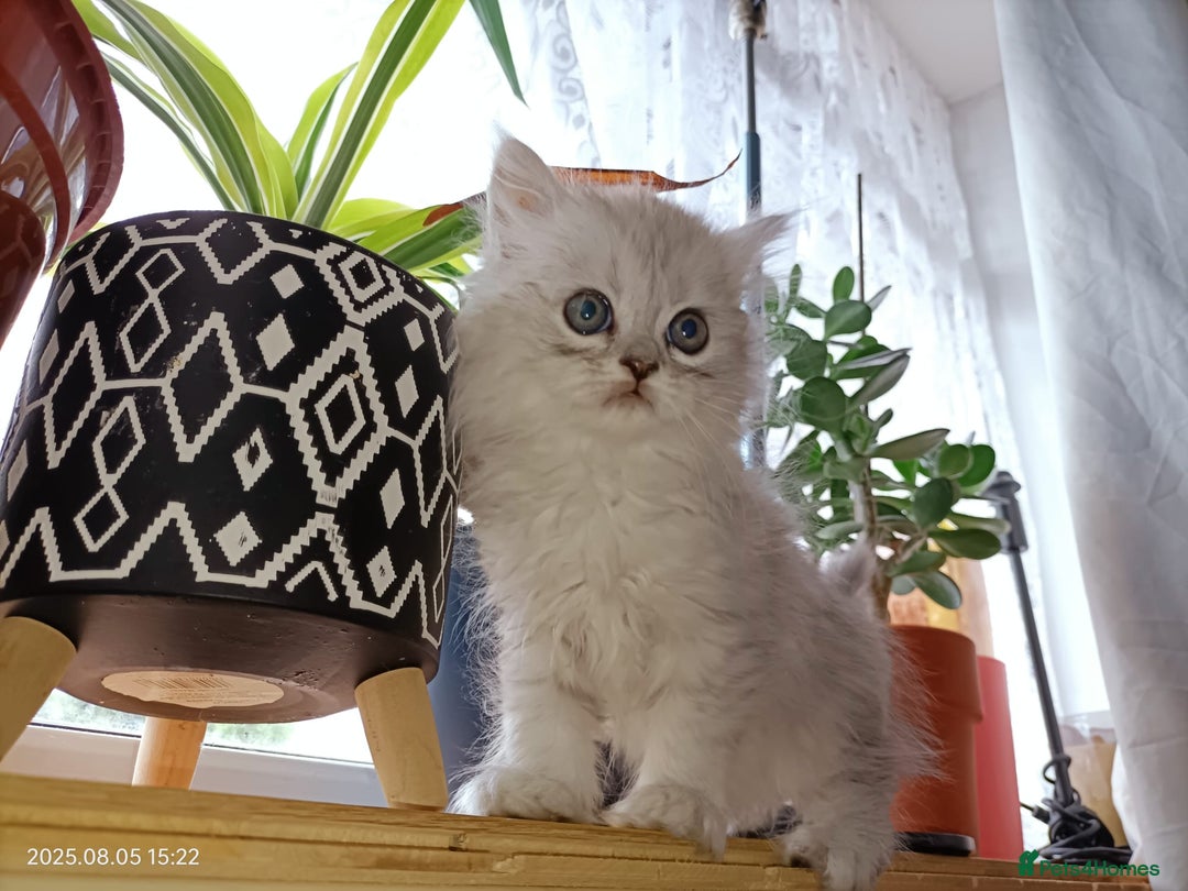 Persian cats for sale: Amazing Persian kittens  - Image 20