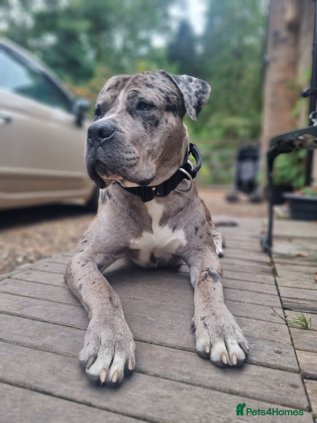 Mixed Breed dogs for sale: 14 month merle mastiff  - Advert 13