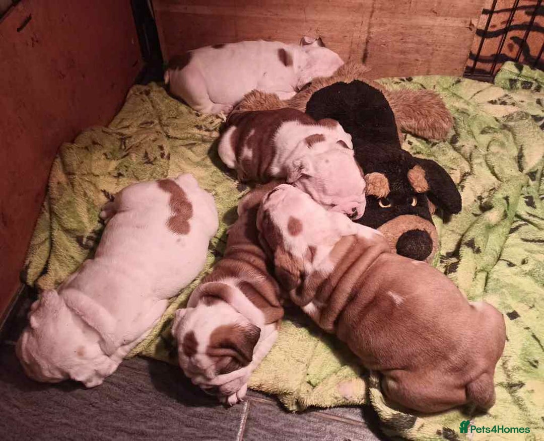 English Bulldog dogs for sale: 🐶Beautiful English bulldog puppies ❤️  - Image 7