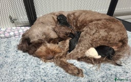 Cockapoo dogs for sale: Stunning cockapoo puppies  - Image 4