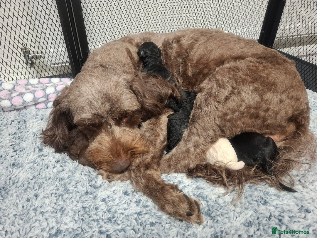 Cockapoo dogs for sale: Stunning cockapoo puppies  - Image 4