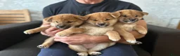 Japanese Shiba Inu dogs for sale: KC-Certified Shiba Inu puppies. 100% Pure blooded. - Advert 4