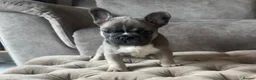 French Bulldog dogs for sale: L4 FLUFFY FRENCH BULLDOG PUPPIES — 2 AVAILABLE  - Advert 8