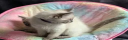 Ragdoll cats for sale: Stunning ragdoll kittens for sale.  - Advert 8