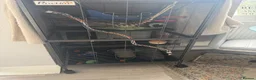 Rat rodents for sale: Two male rats with full set up  in Colchester - Advert 6