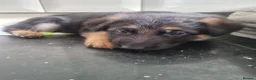 German Shepherd dogs for sale: German Shepherd Puppies Ready for sale - Advert 4