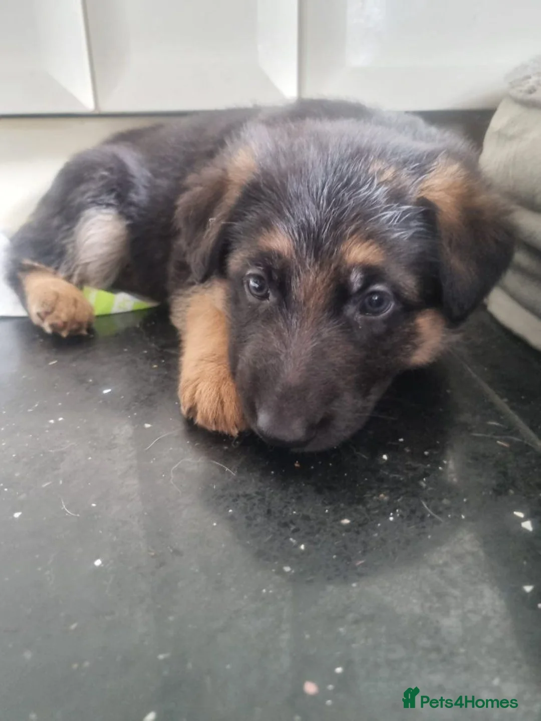 German Shepherd dogs for sale: German Shepherd Puppies Ready for sale - Advert 4