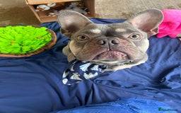French Bulldog dogs for adoption: Pierre - Image 3
