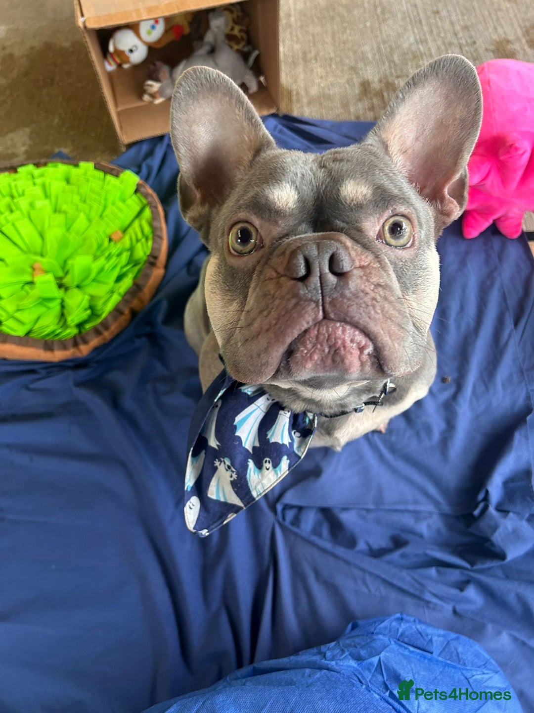 French Bulldog dogs for adoption: Pierre - Image 3
