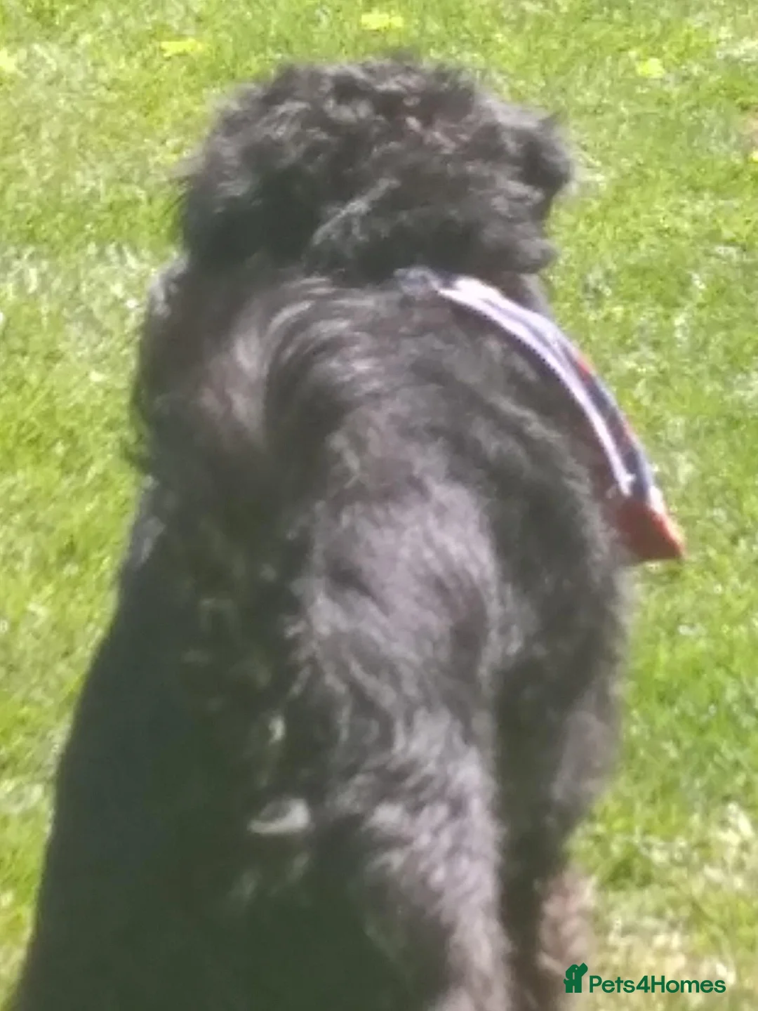 Schnoodle dogs for sale: Miniature Snoodle F1 for Rehoming - Advert 4