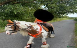 Irish Cob horses for sale: Beautiful Fella - Image 3