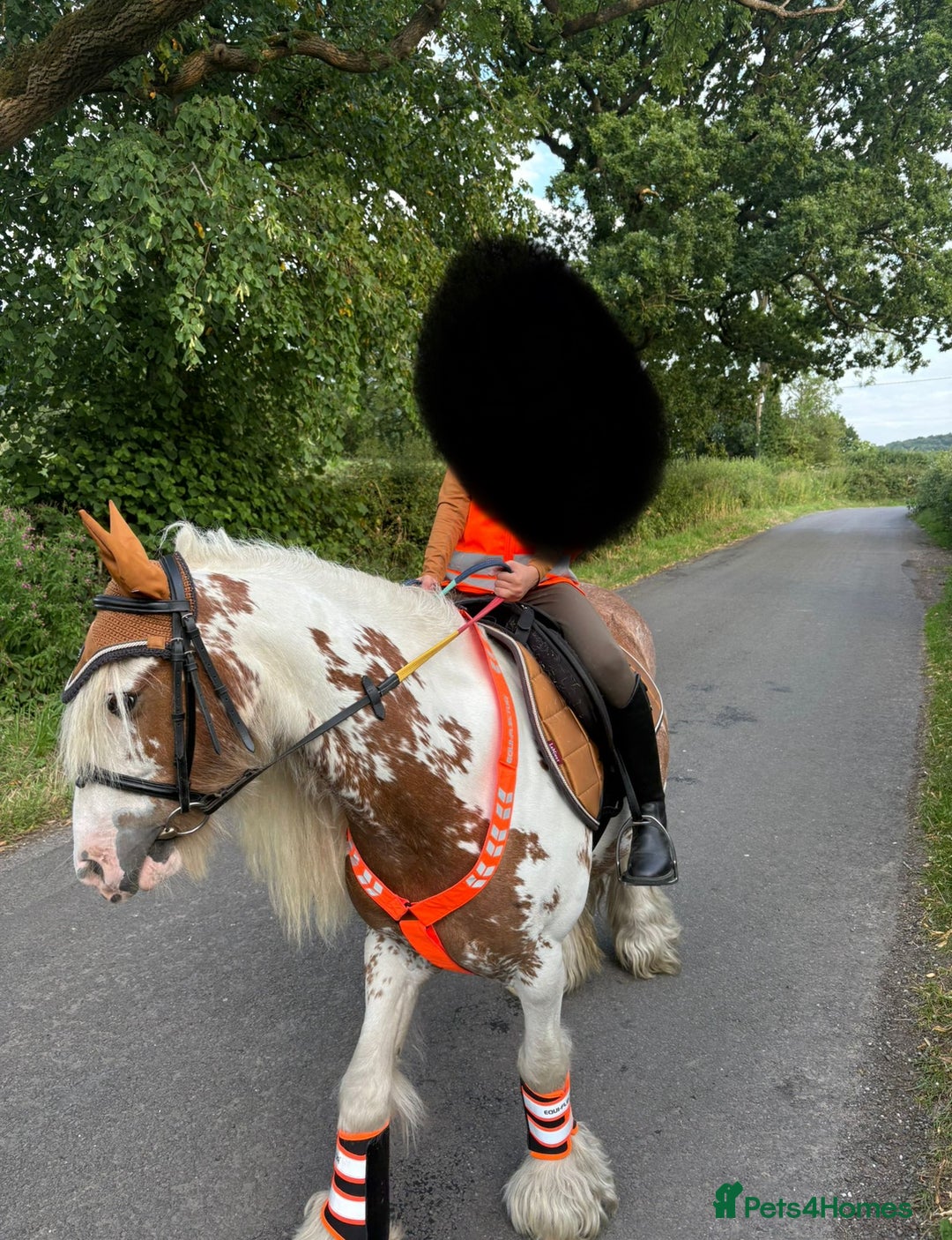 Irish Cob horses for sale: Beautiful Fella - Image 3
