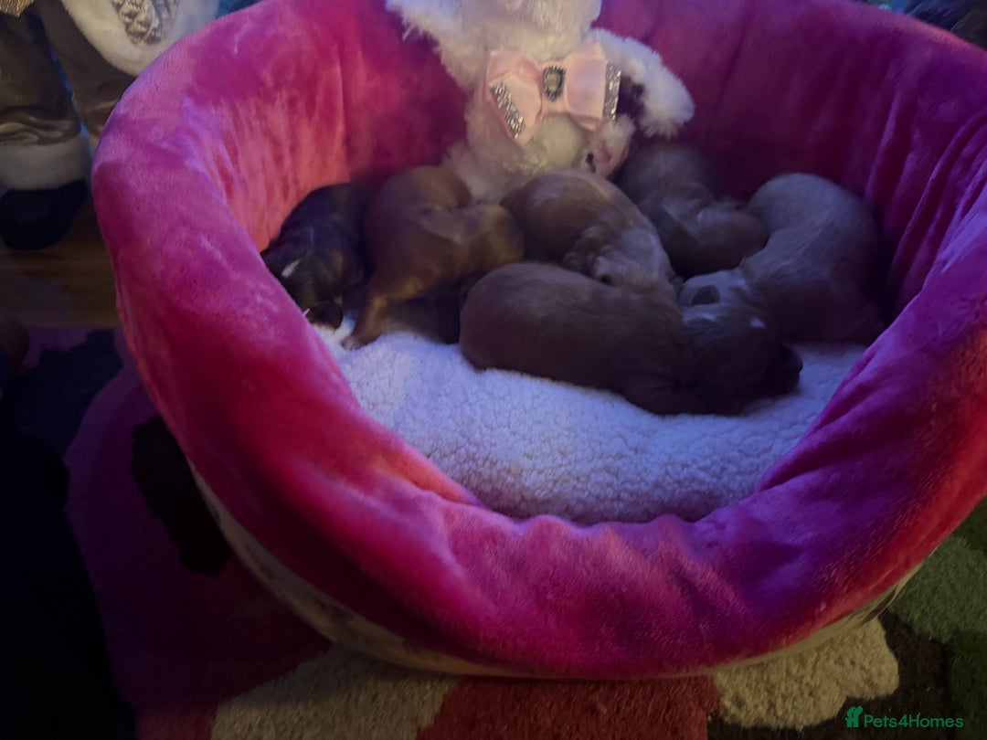 Cockapoo dogs for sale: Cockapoo pups  - Advert 8