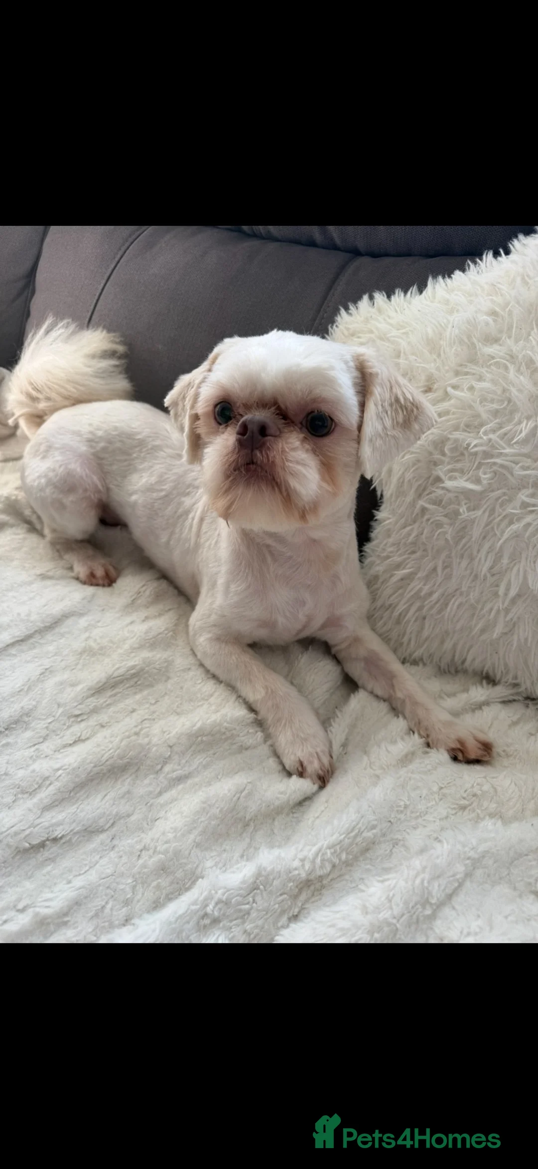 Shih Tzu dogs for sale: Rehoming my boy  - Advert 3
