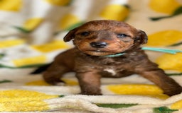 Mixed Breed dogs for sale: Foxipoo puppy’s  - Image 14