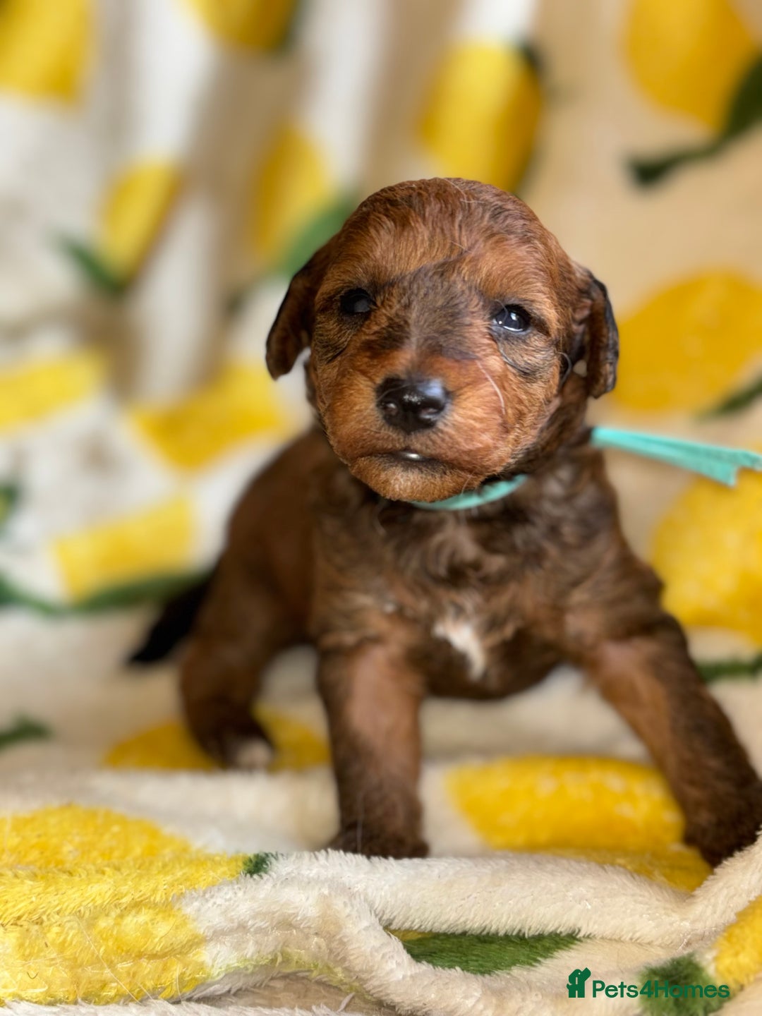 Mixed Breed dogs for sale: Foxipoo puppy’s  - Image 14