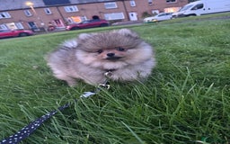 Pomeranian dogs for sale: 🏆 KC HEALTH TESTED POMERANIAN PUPPIES 🏆  - Image 1