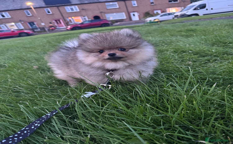 Pomeranian dogs - Advert 2