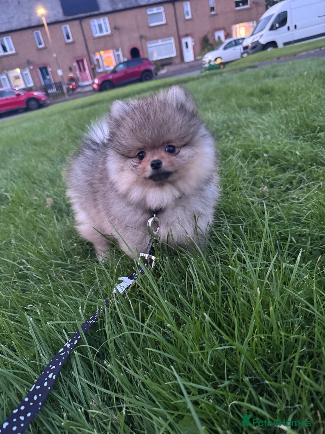 Pomeranian dogs for sale: 🏆 KC HEALTH TESTED POMERANIAN PUPPIES 🏆  - Image 1